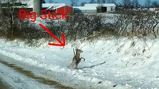 Crazy Buck White-tailed Deer Impaled Himself (Unbelievable)