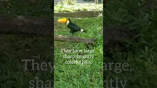 Our close encounter with a toucan at the Manila Zoo! #natureschooling #shorts