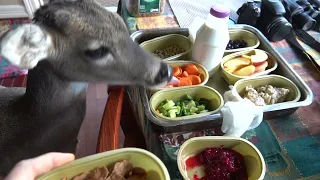 Breakfast with Bambi the Whitetail Deer Fawn (day 119 part 1)