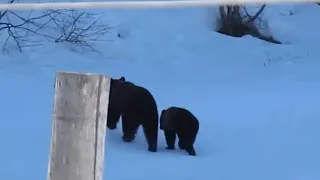 Медведи  пришли в гости