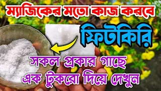 এক টুকরো ফিটকিরি গাছের সকল প্রকার সমস্যা সমাধান করবে | How to use Alum for plants in bengali #Alum