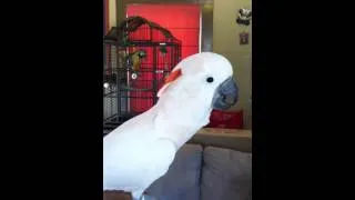What a 5 Year Old Male Moluccan Cockatoo Sounds Like