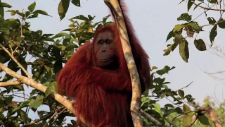 Orangutans of Kalimantan, Borneo 2011