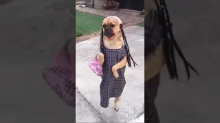 Собачка ходит в платье и с сумкой на задних лапах