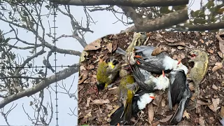 Shoot birds to eat fruit #hunting #birds #shooting