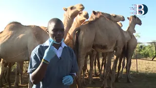 Kenya hunts for the next deadly coronavirus, MERS