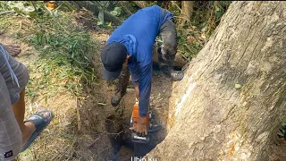 Sangat mengerikan‼️‼️‼️arah tumbang yang menggila,potong pohon Trembesi ditanggul sungai yang curam