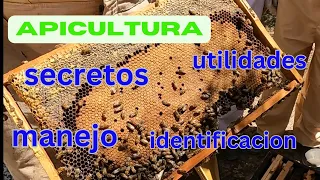 ABEJAS como manipular la colmena, apiario