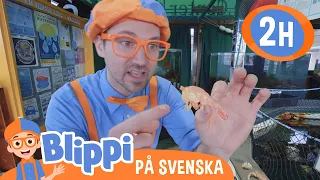 Lära sig om undervattensdjur med Blippi | | @BlippiSvenska | Pedagogiska videor för barn
