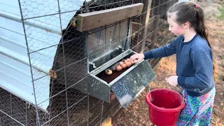 Moving Chicken Tractors to Pasture