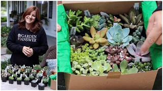 Succulent Unboxing! 🌵💚🌿// Garden Answer