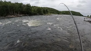 ДУМАЛИ ВСЁ, А НЕТ-) ВТОРОЙ КОСЯК ГОРБУШИ В РЕКЕ / THE SECOND SCHOOL OF PINK SALMON IN THE RIVER