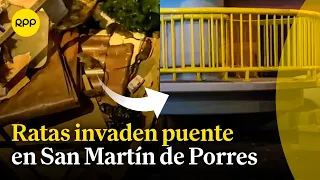 Plaga de ratas invade el puente Cayetano Heredia, en San Martín de Porres