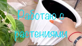 Пересадка новых папоротников #лигодиум#живородящий#блехнум