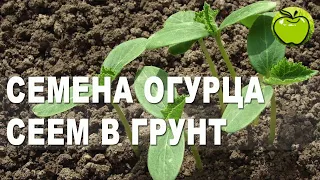 Огурцы сразу в грунт. Время посадить огурцы семенами в теплицу.