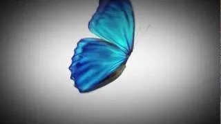 Butterfly dream