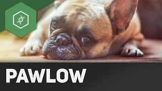 Der Pawlow'sche Hund - Einstiegsvideo Verhaltensbiologie