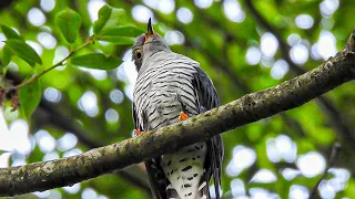 Common Cuckoo l Manali l Shot by Nikon Coolpix P950 #shortvideo #bird #manali  #nature #wildlife 🪶🪶