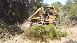 Rescued Cat D2 goes back to work- Cutting a track through gorse