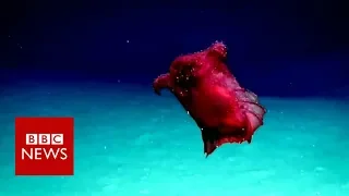 'Headless chicken sea monster' - BBC News