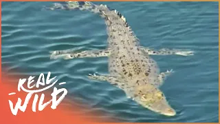 When A Shark Takes On A Crocodile | Real Wild