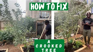 Staking a fruit tree - What happens when you don't stake your fruit trees | Big City Gardener