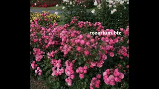 обработка роз от болезней и вредителей осенью, питомник роз полины козловой rozarium.biz