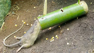 Wild Man Create An Awesome Bamboo Mouse Trap To Trap The Mouse In The Jungle Work 100%