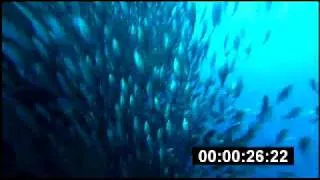 OceanWorld3D Trailer M&Eonly withTC