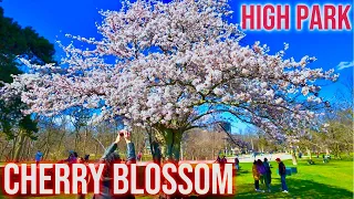 4K | HDR | Wonderful Toronto Cherry Blossom | High Park