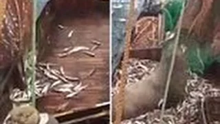 Russian fishermen haul in HUGE sea lion in fishing net  !