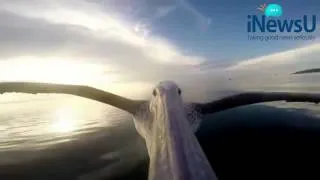 GoPro: Pelican Learns To Fly Edit