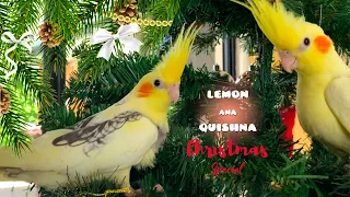 Christmas Party Brings Together All My Cockatiels