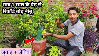 गमले में हजारों नींबू पाने की ये ट्रिक देखकर चौंक जायेंगे | Gamle me nimbu ka podha kaise lagaye