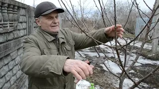 Обрезка сада - Как не загубить сад