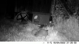 Two Hedgehogs circling. Mating/courtship dance. (Hedgehog behaviour)