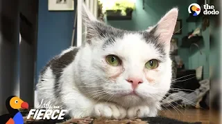 Cat with Short Legs Looks Like a Tiny Potato - GISELLE | The Dodo Little But Fierce