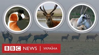 Асканія-Нова - як зимують звірі і птахи