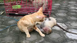 Baby monkey finally biten by the cat