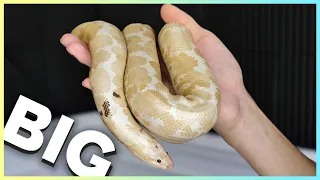 Why is this Kenyan Sand Boa so BIG?