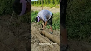 Amazing ! Use archaeological shovel tool to dig Chinese yam !#tools #farming #agriculturaltools