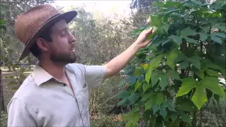 Survival Garden Food Forest Tour and Education