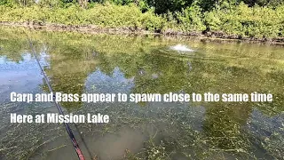 Mission Lake Bully Carp