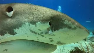 14 Foot Great White Shark Circles Before Attack and During Recovery