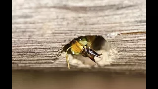 How to Fight Carpenter Bees Effectively