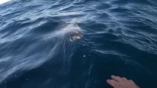 'Friendliest Dolphin' Bites Man's Hand During Close Encounter at Noosa