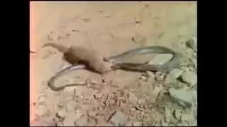 Мангуст и кобра