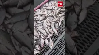 😡🐟 Незаконно наловили риби на 3 мільйони гривень! Браконьєрам загрожує 3 роки позбавлення волі