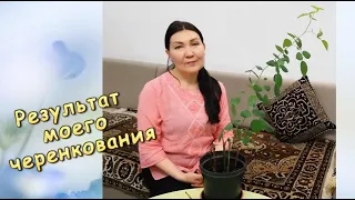 Результат 🌹 моего черенкования  Роз 🌹 зато честно ! 🌹