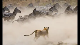 NAT GEO DOUMENTARY - The Serengeti 1994